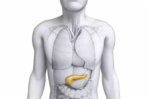 胰腺在人体的哪个部位图解