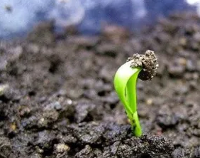 木耳菜种子催芽方法
