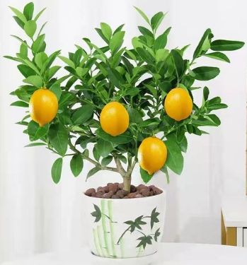 柠檬树容易养殖吗？